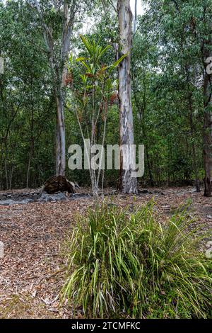 Fauna und Flora im Trinity Forest Reserve in der Nähe von Cairns Australia Stockfoto