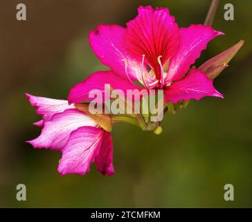 Bauhinia purpurea ( Purple Orchid Tree ) Lila Orchideenartige Blüten auf halbLaubstrauch auf einem isolierten weichen fokussierten naturgrünen Hintergrund. Stockfoto