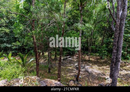 Fauna und Flora im Trinity Forest Reserve in der Nähe von Cairns Australia Stockfoto