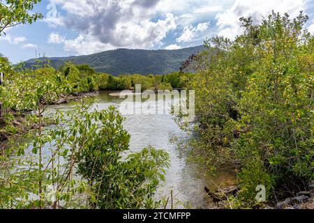 Fauna und Flora im Trinity Forest Reserve in der Nähe von Cairns Australia Stockfoto