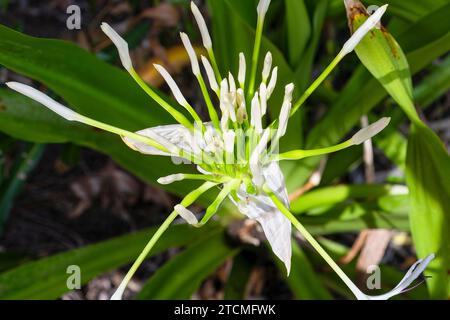 Fauna und Flora im Trinity Forest Reserve in der Nähe von Cairns Australia Stockfoto