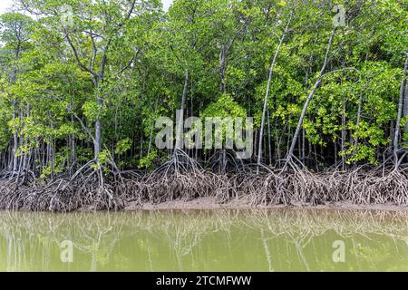 Fauna und Flora im Trinity Forest Reserve in der Nähe von Cairns Australia Stockfoto