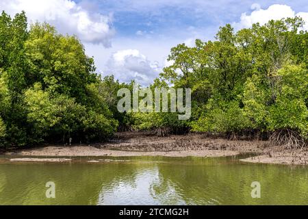 Fauna und Flora im Trinity Forest Reserve in der Nähe von Cairns Australia Stockfoto