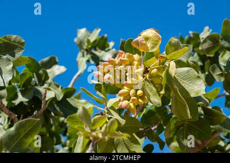 PISTAZIE. Obstgarten mit reifenden Pistaziennüssen. Nahaufnahme von reifer Pistazie am Baum. Stockfoto