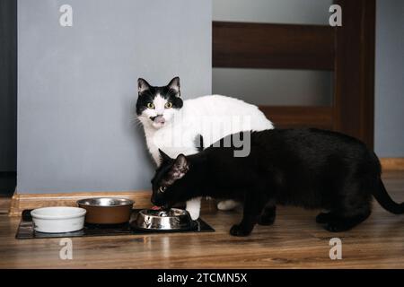 Schwarze und weiße Katzen bereit für die Mahlzeiten. Zwei schwarz-weiße Katzen, die eifrig in die Kamera schauen, stehen neben ihren Futterschalen, bereit zum Füttern Stockfoto