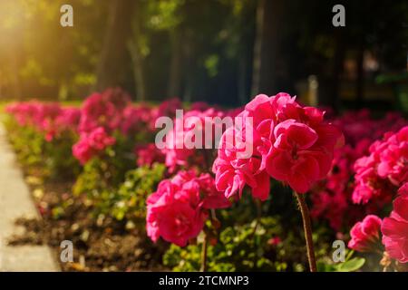 Blumenhintergrund. Blühende rote Geranie in einem Stadtpark. Stockfoto