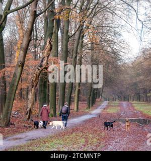 Frauen gehen mit Hunden im niederländischen Wald in der Nähe von utrecht am letzten Herbsttag in der Nähe von schneebedeckten Stämmen Stockfoto