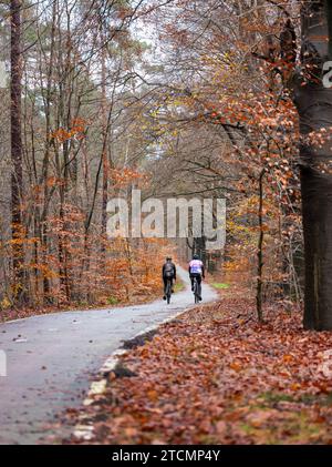 Mann und Frau auf dem Fahrrad durch den Herbstwald in der Nähe von utrecht in den niederlanden Stockfoto