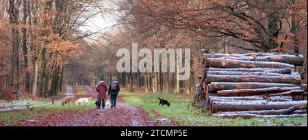 Frauen gehen mit Hunden im niederländischen Wald in der Nähe von utrecht am letzten Herbsttag in der Nähe von schneebedeckten Stämmen Stockfoto