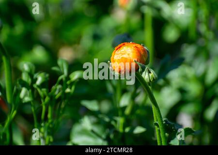 Anbau verschiedener Sommerbeetpflanzen, Ranunculus asiaticus, Junge und blühende Pflanzen, dekorative oder dekorative Gartenpflanzen, die in du wachsen Stockfoto