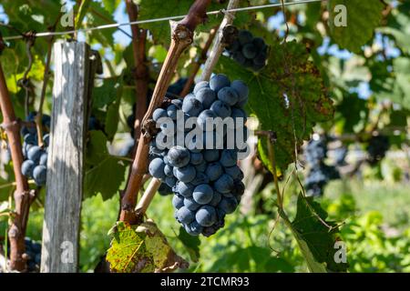 Weinberge im Dorf Pauillac mit Reihen von Reifen roten Cabernet Sauvignon Rebsorten der Haut-Medoc Weinberge in Bordeaux, linkes Ufer der Gironde Mündung Stockfoto