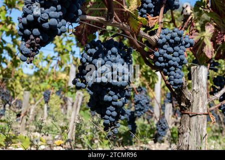 Weinberge im Dorf Pauillac mit Reihen von Reifen roten Cabernet Sauvignon Rebsorten der Haut-Medoc Weinberge in Bordeaux, linkes Ufer der Gironde Mündung Stockfoto