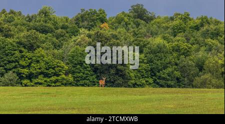 Weißschwanzbock steht allein auf einem Heufeld im Norden von Wisconsin. Stockfoto