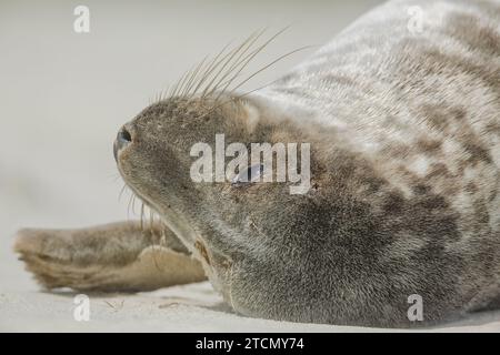 Grausiegel, Halichoerus grypus, ruht am Strand von Helgoland/Deutschland Stockfoto