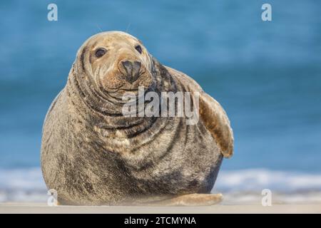 Alpha männliche Grausiegel, Halichoerus grypus, am Strand von Helgoland/Deutschland Stockfoto