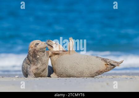 Jungrobben, Halichoerus grypus, spielen am Strand von Helgoland/Deutschland Stockfoto