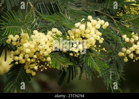 Eine Nahaufnahme von blühenden Zweigen eines schwarzen Flechtbaums Stockfoto