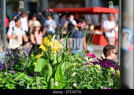 Die Fußgängerzone im Zentrum von München ist mit wunderschönen Blumen dekoriert Stockfoto