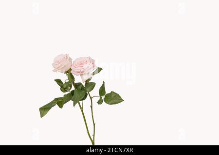 Zwei schöne blühende blassrosa Rosen isoliert auf weißem Hintergrund Stockfoto