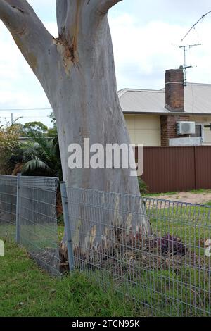 Der Stamm eines großen Gummibaums auf der Grundstückslinie eines Vorhofs mit einem Stahldrahtzaun, eine Vorstadtszene in Canley Vale, Western, Sydney Stockfoto