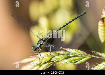 Griseargiolestes griseus: Die australische Megapodagrionidae Dragonfly, weiblich Stockfoto