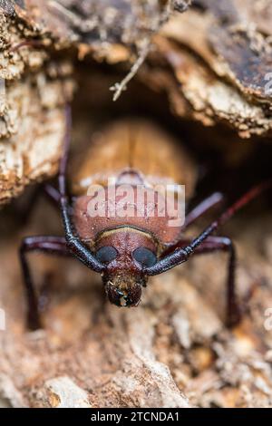 In einer defensiven Haltung zeigt Agrianome spinicollis, der australische Prioninenkäfer, sein beeindruckendes Aussehen. Stockfoto