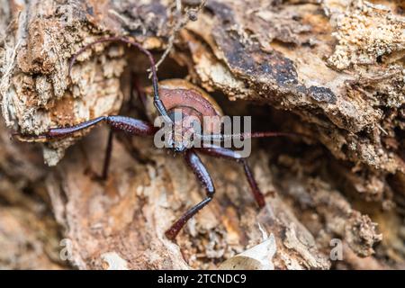 In einer defensiven Haltung zeigt Agrianome spinicollis, der australische Prioninenkäfer, sein beeindruckendes Aussehen. Stockfoto