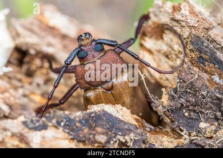 In einer defensiven Haltung zeigt Agrianome spinicollis, der australische Prioninenkäfer, sein beeindruckendes Aussehen. Stockfoto