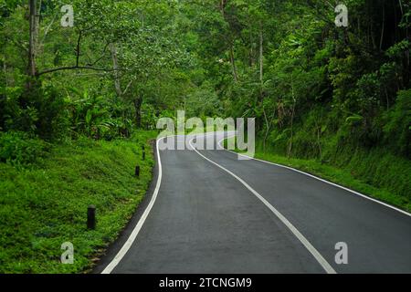 Kurvenreiche Straße mitten im Wald Stockfoto