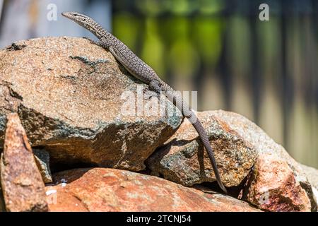 Varanus tristis: Junger Schwarzkopfmonitor oder Schwarzschwanzmonitor Stockfoto