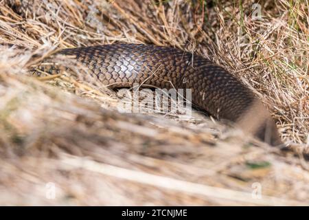 Pseudonaja textilis: Die Stealthy Eastern Brown Snake in Dry Grass Stockfoto