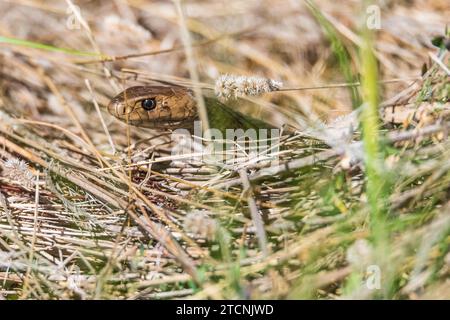 Pseudonaja textilis: Die Stealthy Eastern Brown Snake in Dry Grass Stockfoto