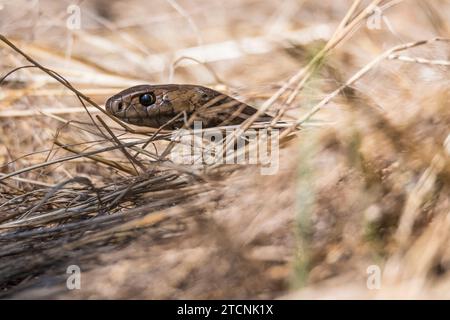 Pseudonaja textilis: Die Stealthy Eastern Brown Snake in Dry Grass Stockfoto