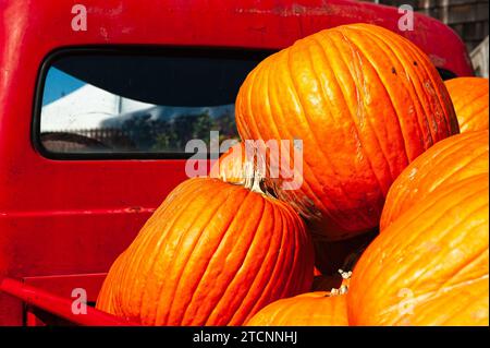 Frisch gepflückte Kürbisse stapeln sich in der untergehenden Herbstsonne im Bett eines alten, getragenen und verwitterten roten Ford F100 Pickups. Stockfoto