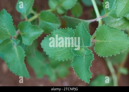 Nahaufnahme von Oregano-Pflanzenblättern, auch Origanum oder wilder Marjoram genannt, die weit verbreiteten aromatischen Pflanzenblätter der Familie der Pfefferminze sind mit feinen Haaren bedeckt Stockfoto