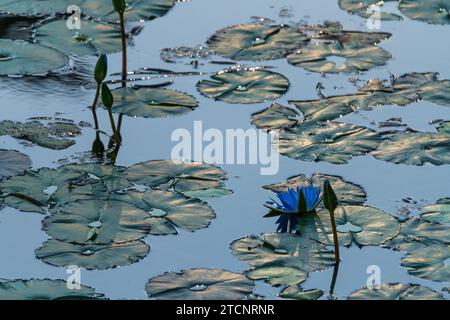 Nymphaea Nouchali: Ein Porträt des Sternenlotus im Wasserreich Stockfoto