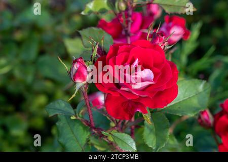 Nehmen Sie es einfache Strauchrose in einem Garten. Kalifornien, Usa Stockfoto