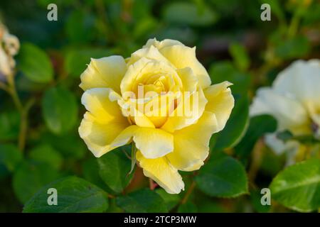 Weiße Lakritze Floribunda Rose im Garten. Kalifornien, Usa Stockfoto