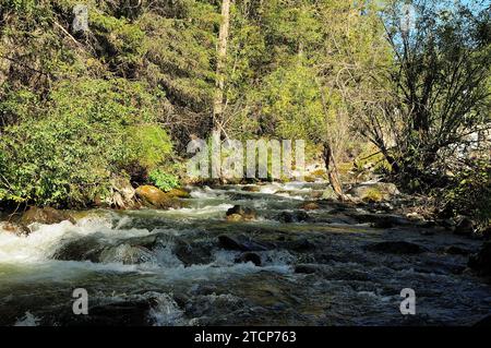 Ein stürmischer Fluss fließt von den Bergen hinunter durch einen dichten Wald in einem schnellen Bach, der sich um große Steine in seinem Kanal biegt. Fluss Chibit, Altai Stockfoto