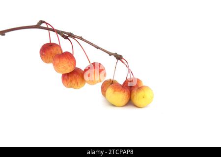Zweig mit wilden Apfelfrüchten und gelblichen Blättern isoliert auf weißem Hintergrund. Malus sylvestris, Europäischer Krabbenapfel, Europäischer Wildapfel oder einfach der Stockfoto