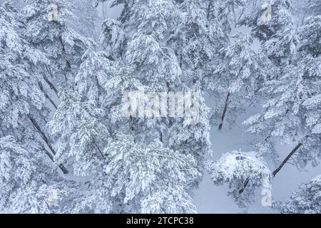 Winterwald mit Schnee bedeckt. Nebelige Landschaft. Drohnenfotografie. Stockfoto