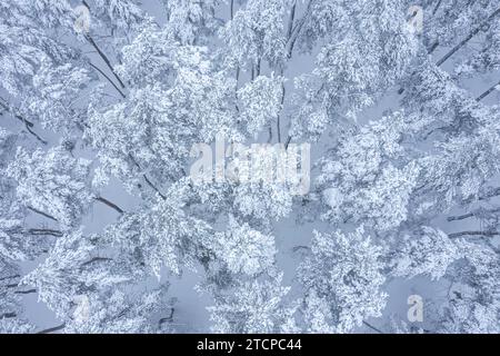 Schneebedeckter Kiefernwald. Winterliche Waldlandschaft. Draufsicht aus der Luft. Stockfoto