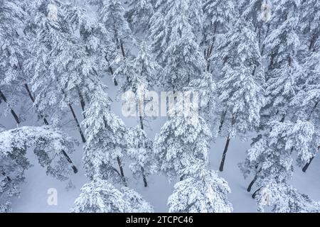 Blick von oben auf den winterlich schneebedeckten Wald. Luftaufnahme von der fliegenden Drohne. Stockfoto
