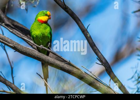 Männlicher Barraband Paprot (Polytelis swainsonii): Ein Farbspritzer Stockfoto