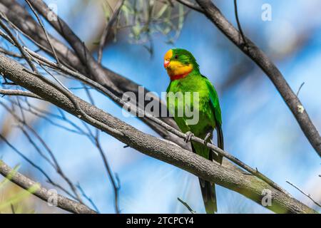 Männlicher Barraband Paprot (Polytelis swainsonii): Ein Farbspritzer Stockfoto