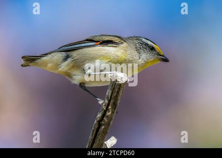 Quergestreifter Pardalote (Pardalotus striatus): Winziges Vogeljuwel Stockfoto