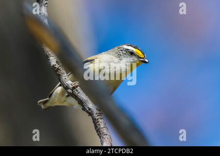 Quergestreifter Pardalote (Pardalotus striatus): Winziges Vogeljuwel Stockfoto