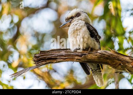 Lachende Kookaburra (Dacelo novaeguineae), auch bekannt als Kookaburra. Stockfoto