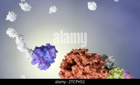 Das 3D-Rendering von Ubiquitin wird durch einen Prozess, der Ubiquitination genannt wird, an Zielproteine gebunden Stockfoto