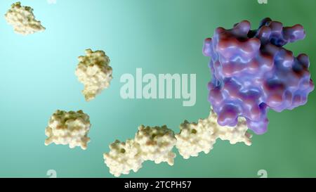 Das 3D-Rendering von Ubiquitin wird durch einen Prozess, der Ubiquitination genannt wird, an Zielproteine gebunden Stockfoto